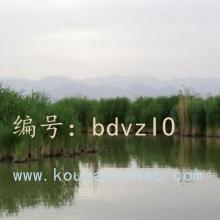 ʼ