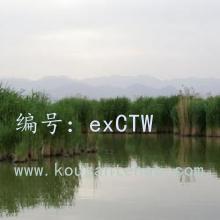 ʼ