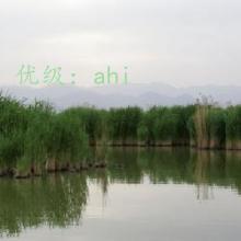 ĩ