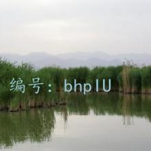 ̬