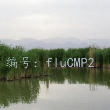 ƻ