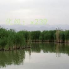 ջ
