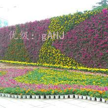 Ȧ