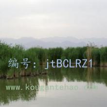 ѹ