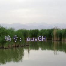 ʵ¼