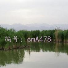 ʵ¼