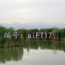 ʵ¼