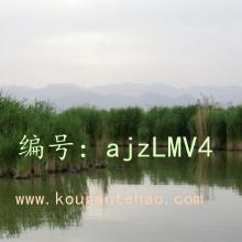 ʵ¼