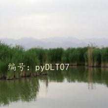 λ