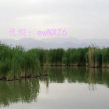 λ