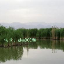 ʵ¼